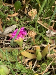 Disphyma crassifolium