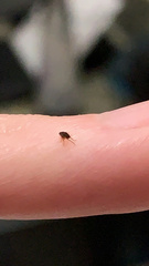 Siphonaptera
