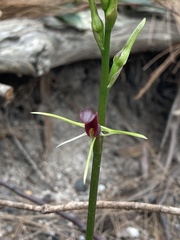 Cryptostylis