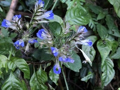 Rungia taiwanensis