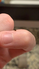 Siphonaptera