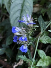 Rungia taiwanensis