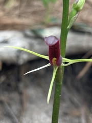 Cryptostylis