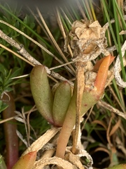 Disphyma crassifolium