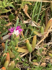 Disphyma crassifolium