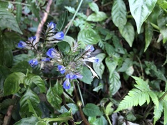 Rungia taiwanensis