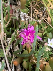 Disphyma crassifolium