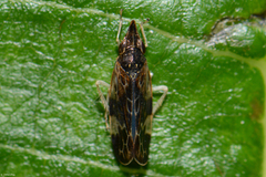 Striatanus