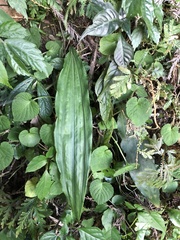 Cremastra appendiculata