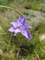 Moraea inclinata