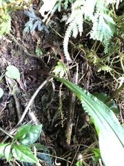 Cremastra appendiculata