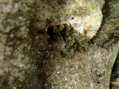Centropogon australis