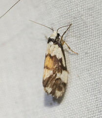 Philenora irregularis