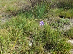 Moraea inclinata