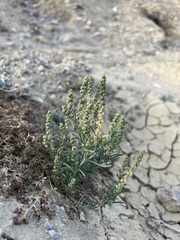 Oligomeris linifolia
