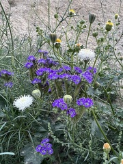 Phacelia crenulata ambigua