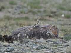 Montifringilla davidiana