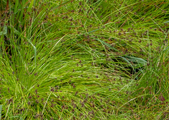 Isolepis inundata