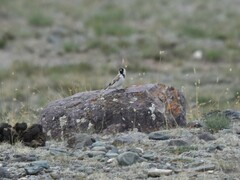 Montifringilla davidiana