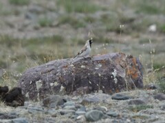 Montifringilla davidiana