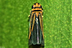 Evacanthinae