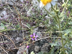 Fagonia pachyacantha