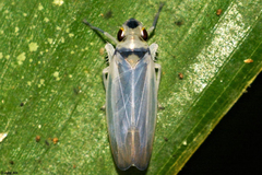 Evacanthinae