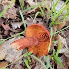 Lactarius rufulus