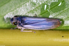 Evacanthinae
