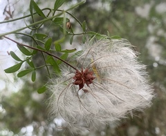 Clematis microphylla