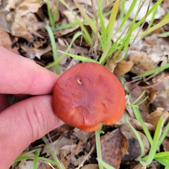 Lactarius rufulus