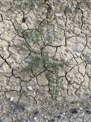 Fagonia pachyacantha