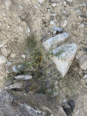 Fagonia pachyacantha