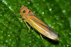 Evacanthinae