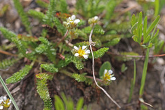 Ivesia utahensis