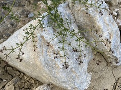 Fagonia pachyacantha