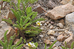 Ivesia utahensis