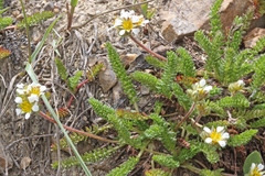 Ivesia utahensis