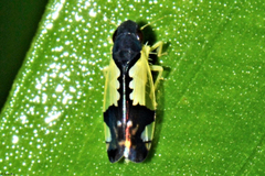 Chudania delecta