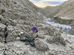 Phacelia crenulata ambigua