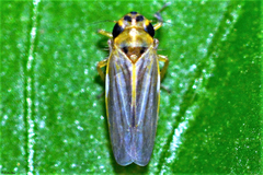 Evacanthinae
