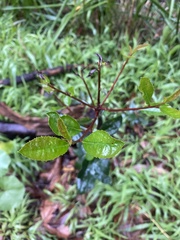 Heteromeles arbutifolia
