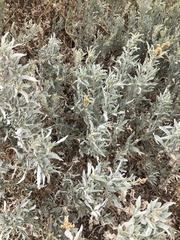 Atriplex cinerea