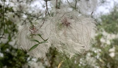 Clematis microphylla