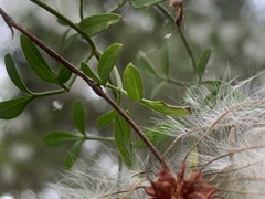 Clematis microphylla