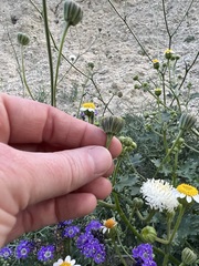 Chaenactis carphoclinia