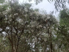 Clematis microphylla
