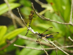 Hydrobasileus brevistylus