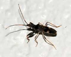 Myodochini