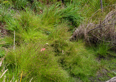 Isolepis inundata